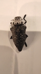 Capnodis tenebrionis