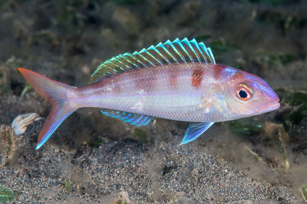 Fork-Tailed Threadfin Bream