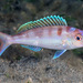 Rosy Threadfin Bream - Photo (c) François Libert, some rights reserved (CC BY-NC-SA), uploaded by François Libert