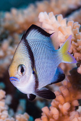 Dascyllus flavicaudus