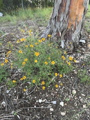Wedelia hispida