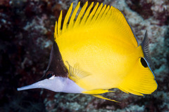 Forcipiger flavissimus