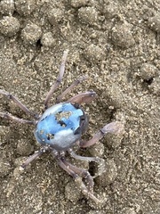 Mictyris longicarpus