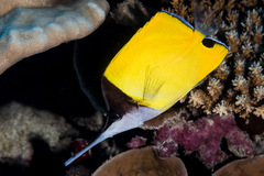 Forcipiger longirostris
