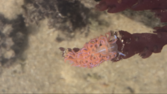 Phyllodesmium horridum