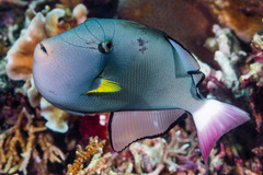 Melichthys vidua