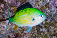 Chromis viridis