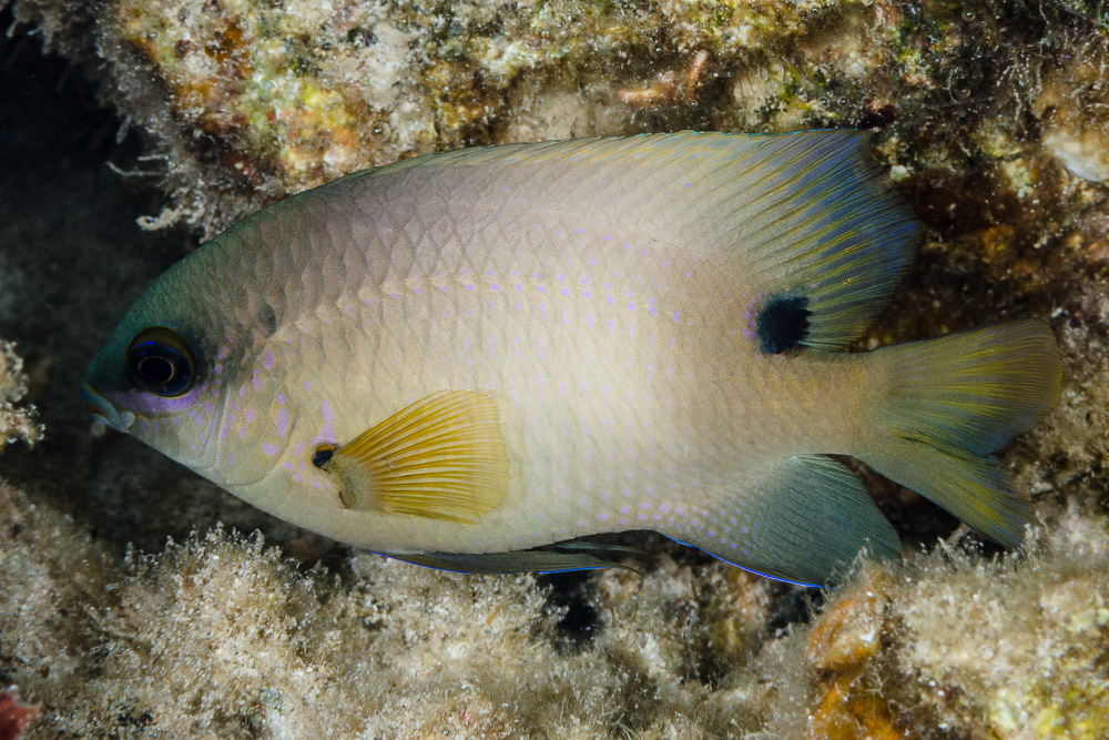 Dusky Farmerfish