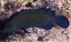 Cephalopholis argus