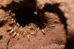 Termitidae