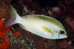 Scolopsis margaritifera
