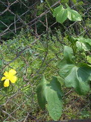 Luffa aegyptiaca