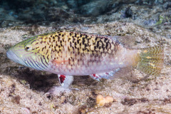 Oxycheilinus digramma