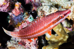 Oxycheilinus digramma