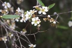 Leptospermum brachyandrum