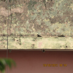 Ptyonoprogne concolor