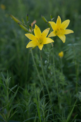 Hemerocallis minor
