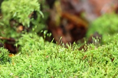 Amblystegium serpens