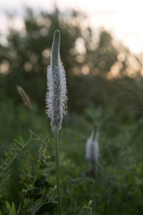 Plantago maxima