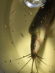 Clarias batrachus