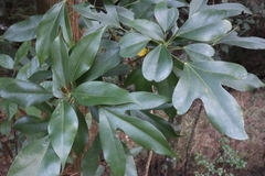 Dendropanax dentiger