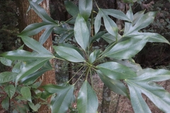 Dendropanax dentiger