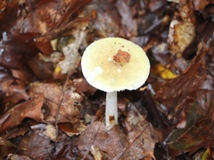 Amanita phalloides