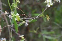 Leptospermum brachyandrum