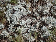 Crossostephium chinense