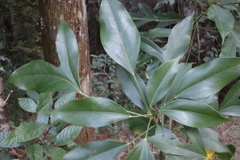 Dendropanax dentiger