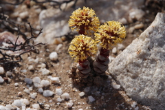 Crassula columnaris
