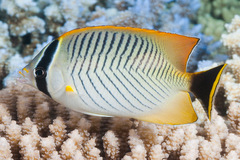 Chaetodon trifascialis