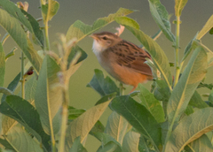 Helopsaltes certhiola