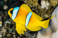 Amphiprion bicinctus