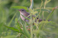 Helopsaltes certhiola