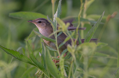 Helopsaltes certhiola
