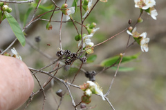 Leptospermum brachyandrum