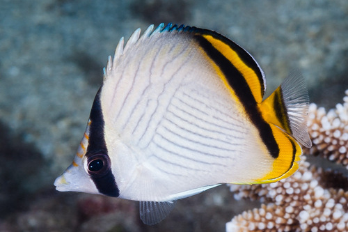 Vagabond Butterflyfish