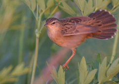 Helopsaltes certhiola