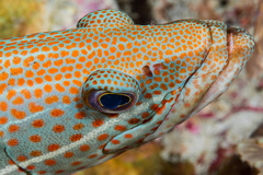 Anyperodon leucogrammicus