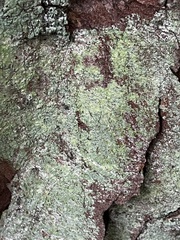 Lecanora strobilina