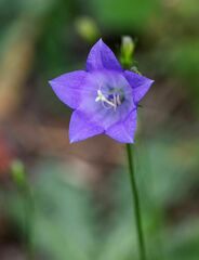 Campanula rotundifolia
