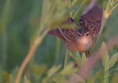 Helopsaltes certhiola