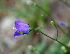 Campanula rotundifolia