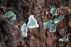 Trichoderma viride