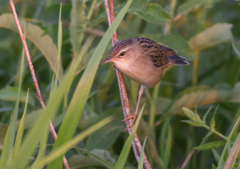 Helopsaltes certhiola