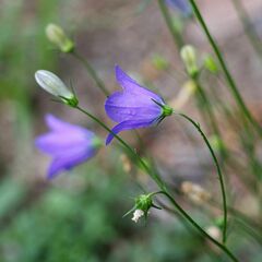 Campanula rotundifolia