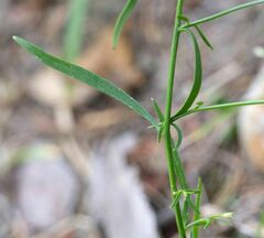 Campanula rotundifolia