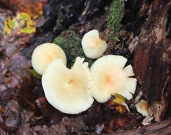 Hypholoma subviride