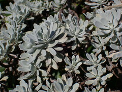 Crossostephium chinense